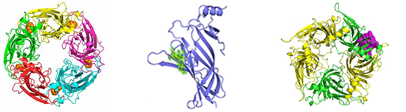 Banner Structural Neurobiology