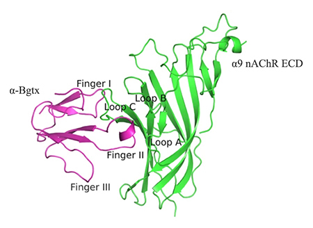 X-ray crystal structure of the complex of the ECD of α9 nAChR with the antagonist α-bungarotoxin (α-Bgtx); Zouridakis et al 2014, Nature Structural and Molecular Biology, doi:10.1038/nsmb.2900